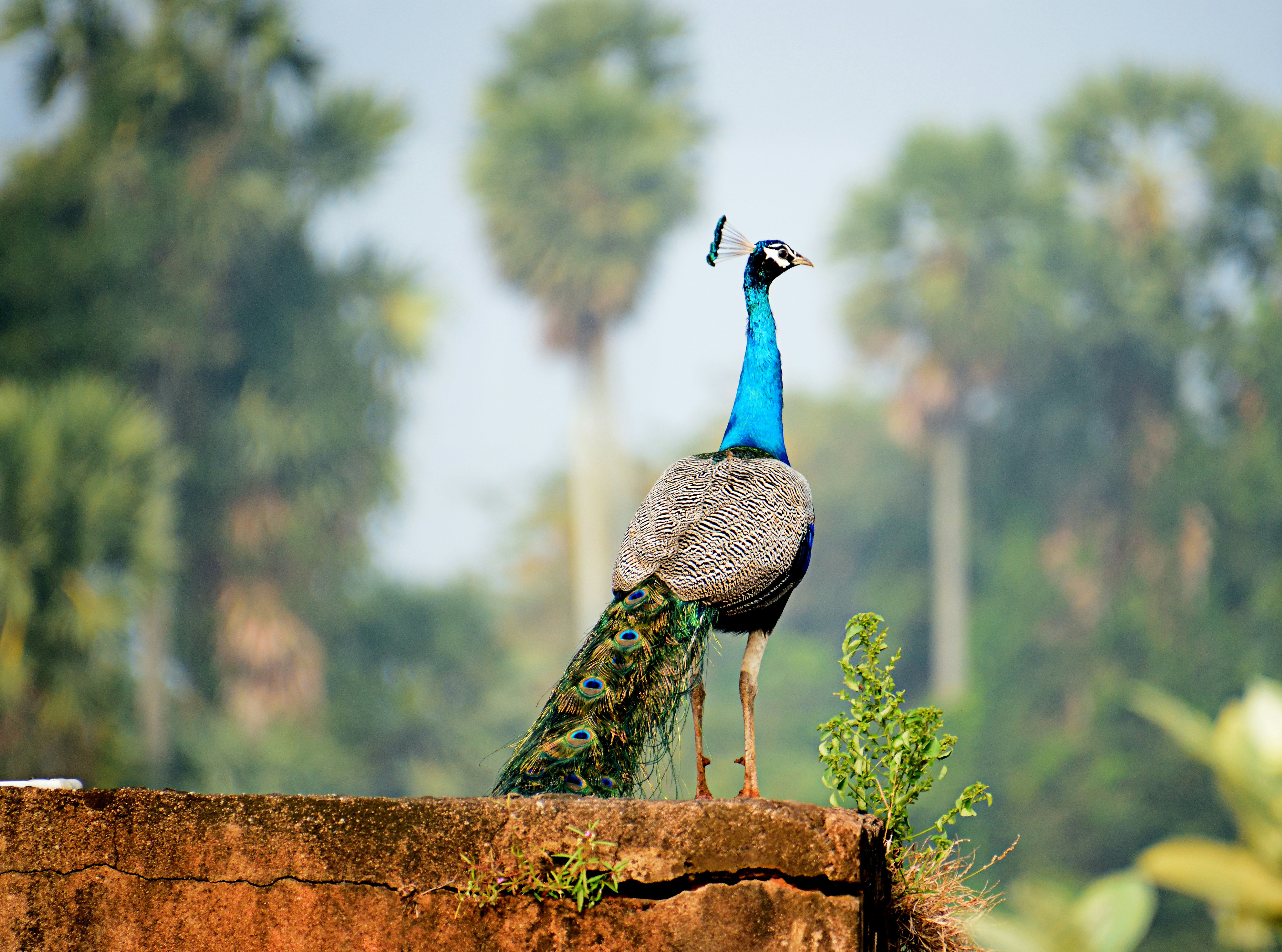South India Tour